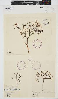 Gigartina pistillata image