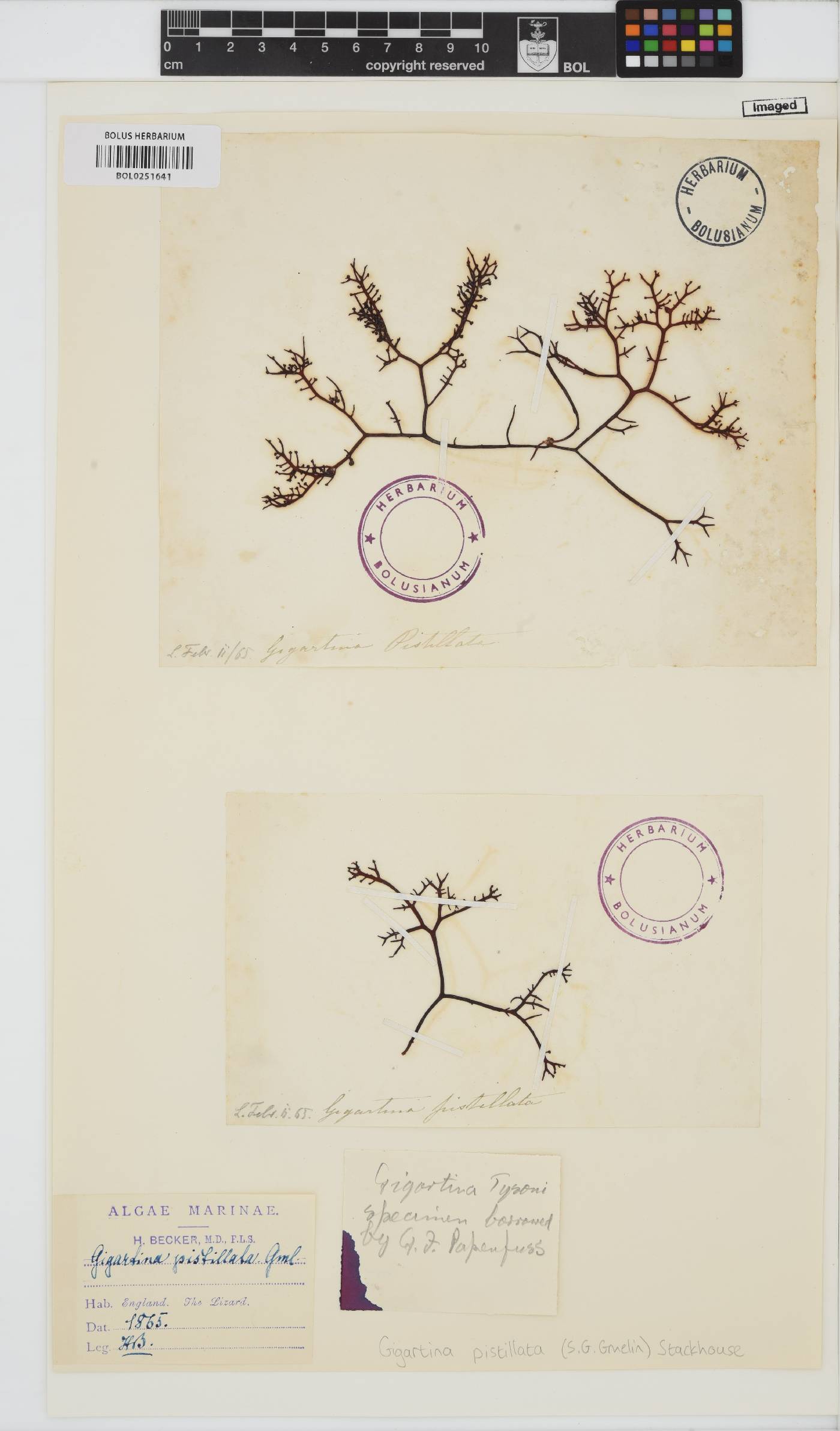Gigartina pistillata image