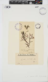 Gigartina pistillata image
