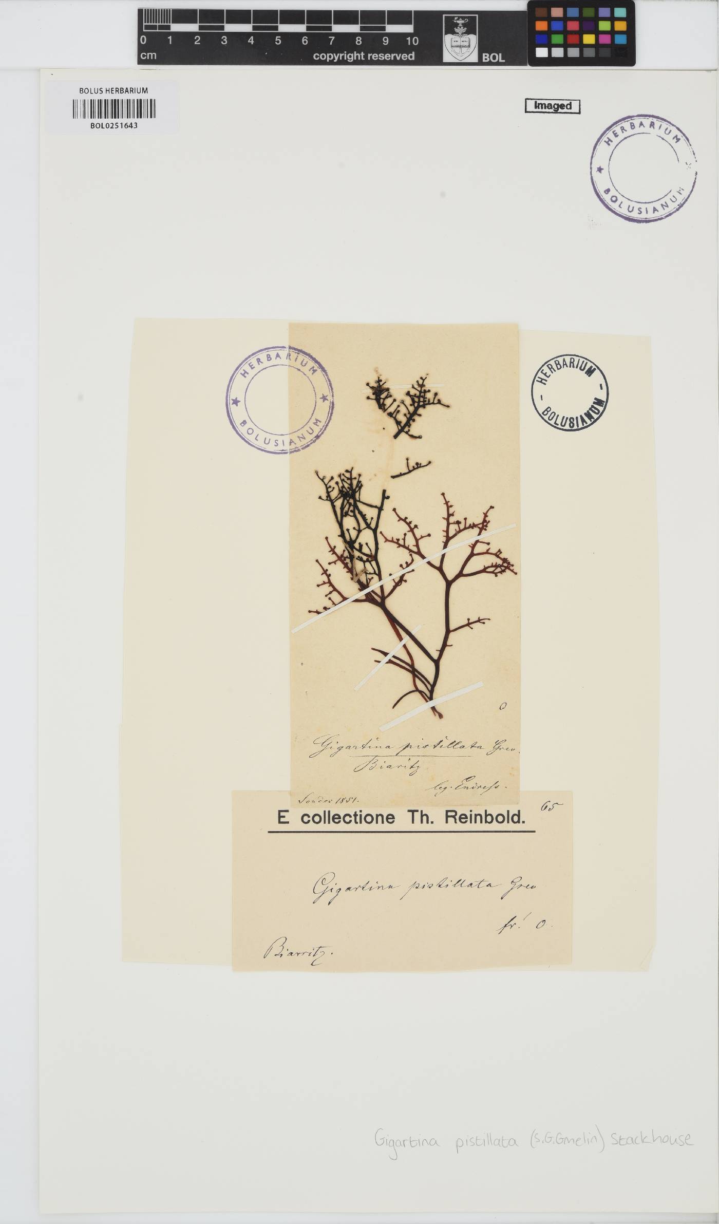 Gigartina pistillata image
