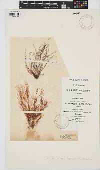 Ahnfeltia plicata image