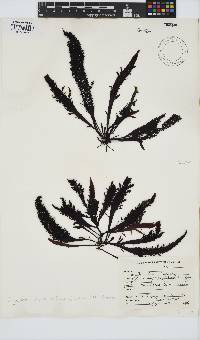 Gigartina polycarpa image