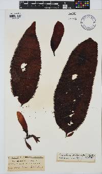 Gigartina polycarpa image