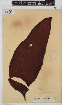 Gigartina polycarpa image