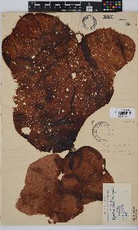Gigartina polycarpa image