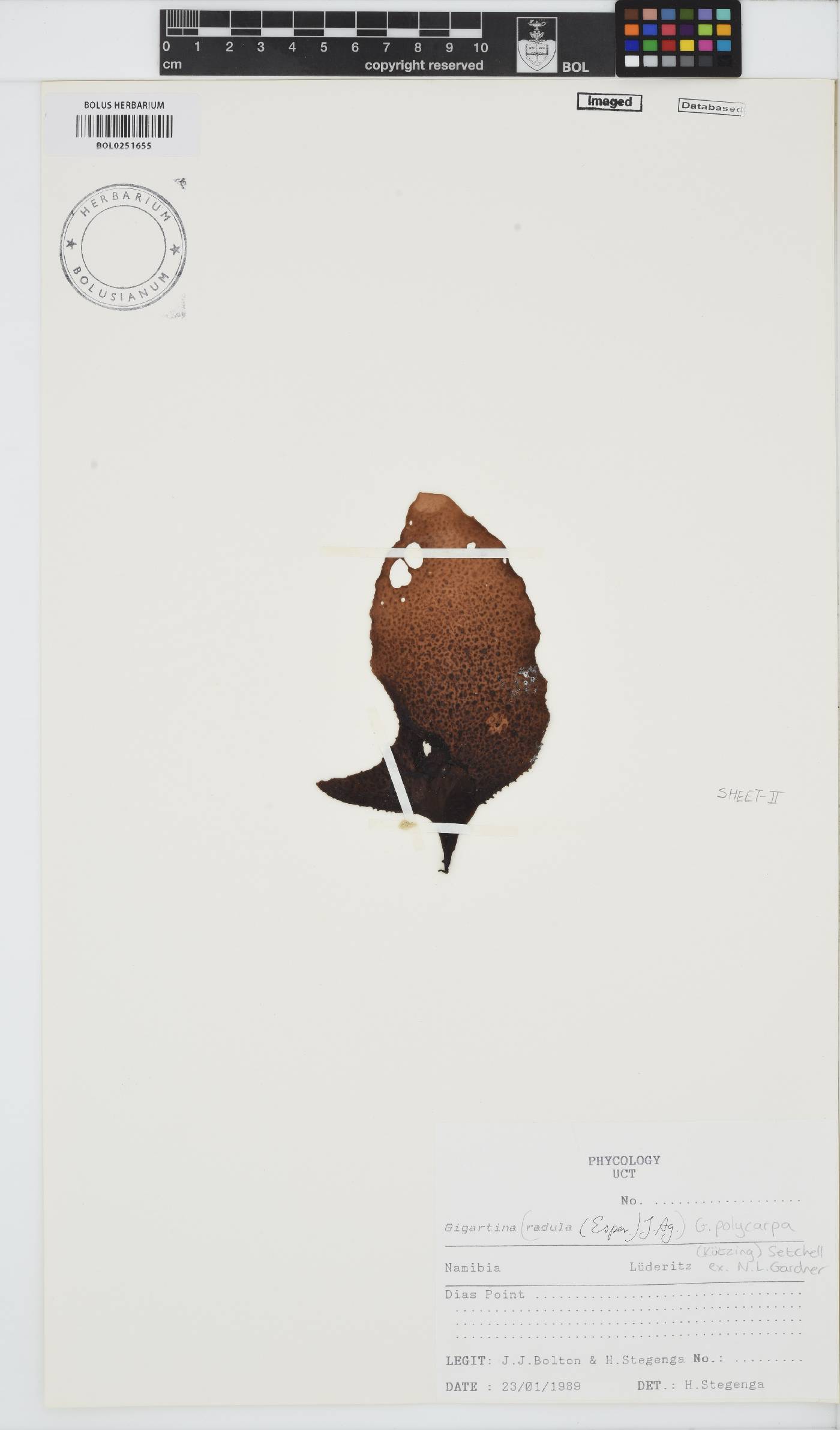 Gigartina polycarpa image