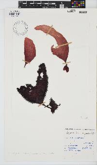 Gigartina polycarpa image