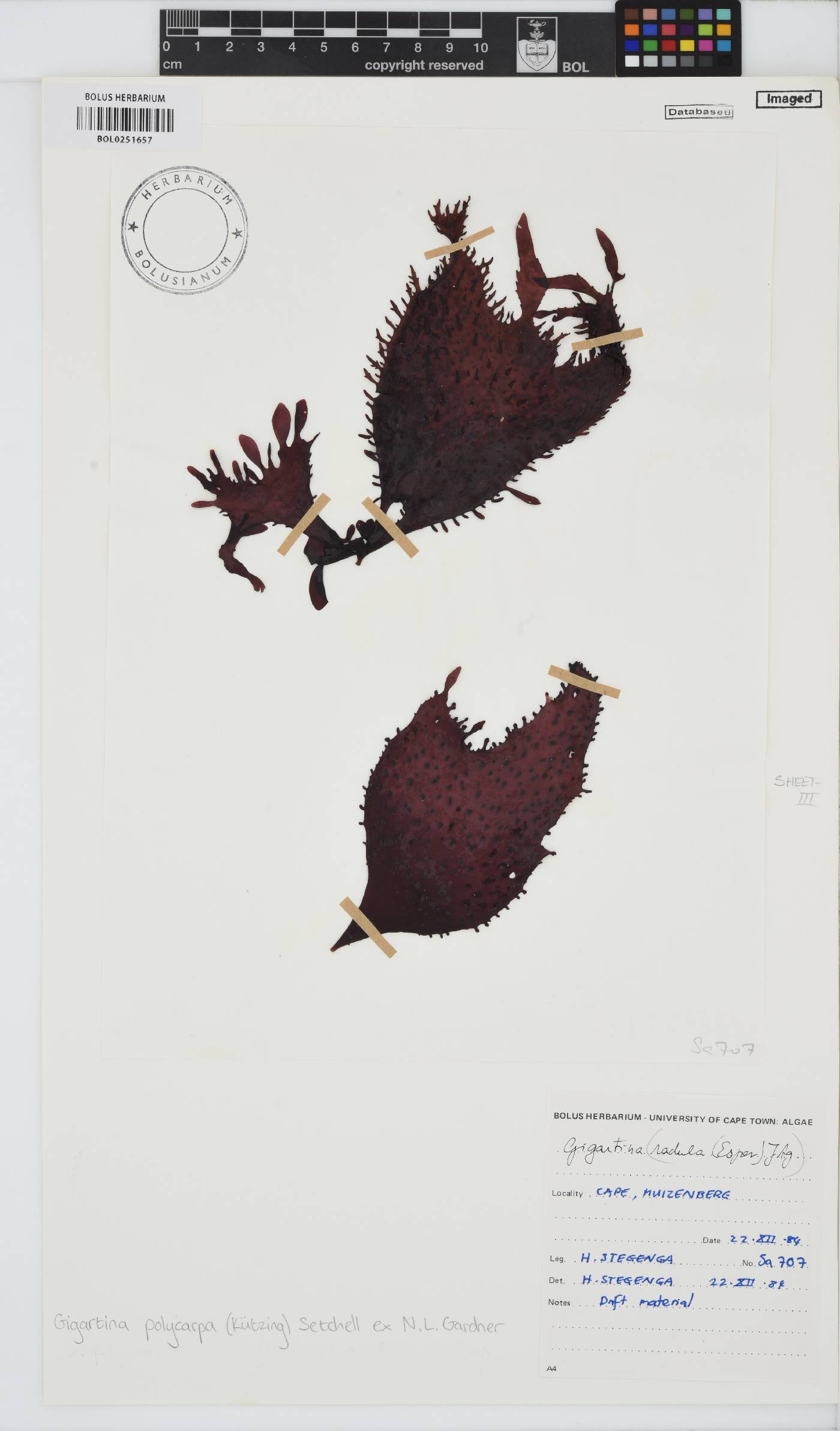 Gigartina polycarpa image