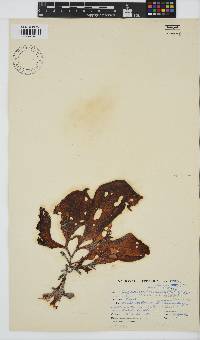 Gigartina polycarpa image