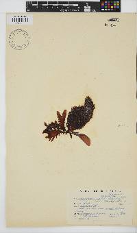 Gigartina polycarpa image