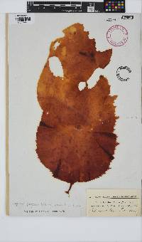 Gigartina polycarpa image