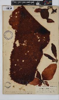 Gigartina polycarpa image