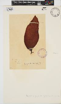 Gigartina polycarpa image