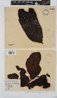 Gigartina polycarpa image