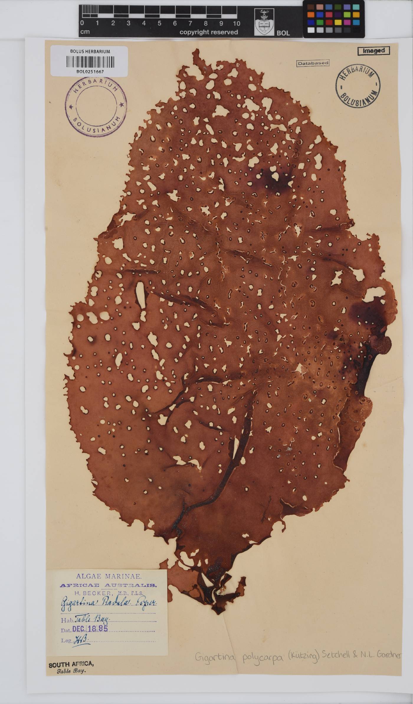 Gigartina polycarpa image