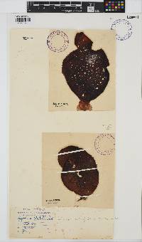 Gigartina polycarpa image