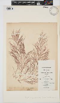 Cystoclonium purpureum image