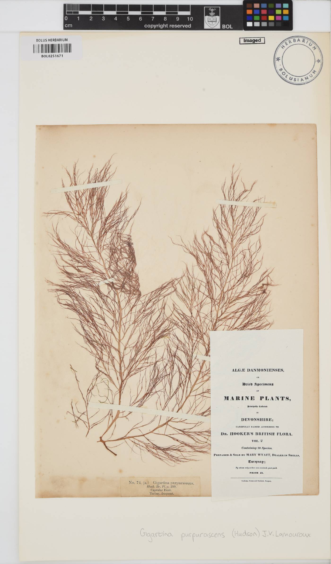 Cystoclonium purpureum image