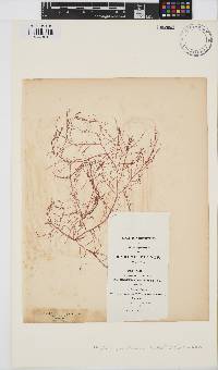 Cystoclonium purpureum image