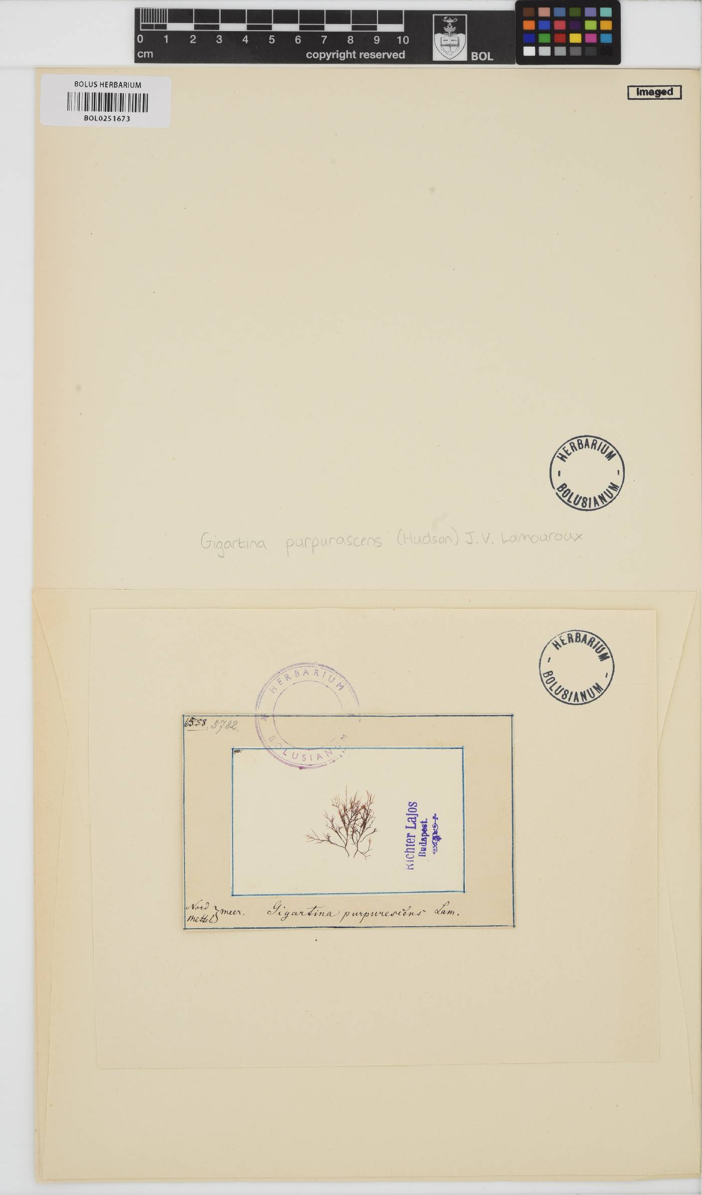 Cystoclonium purpureum image