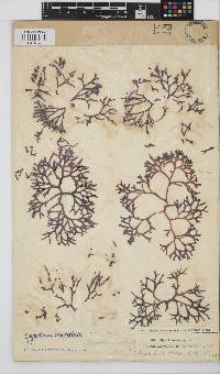 Sarcothalia scutellata image