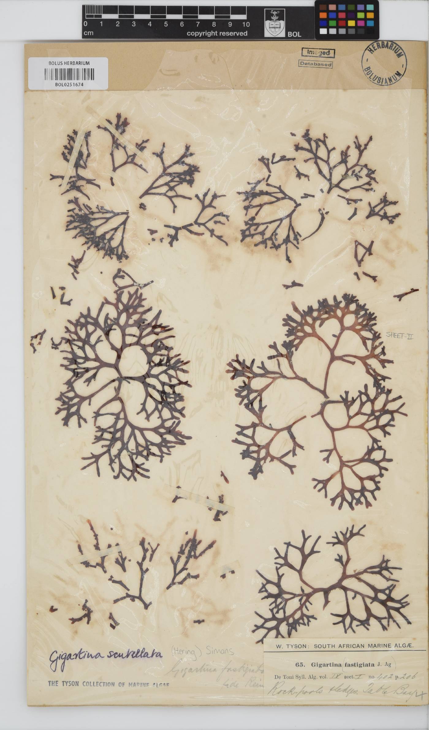Sarcothalia scutellata image