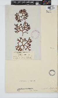Sarcothalia scutellata image