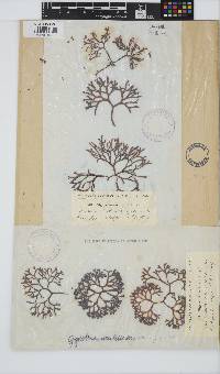 Sarcothalia scutellata image