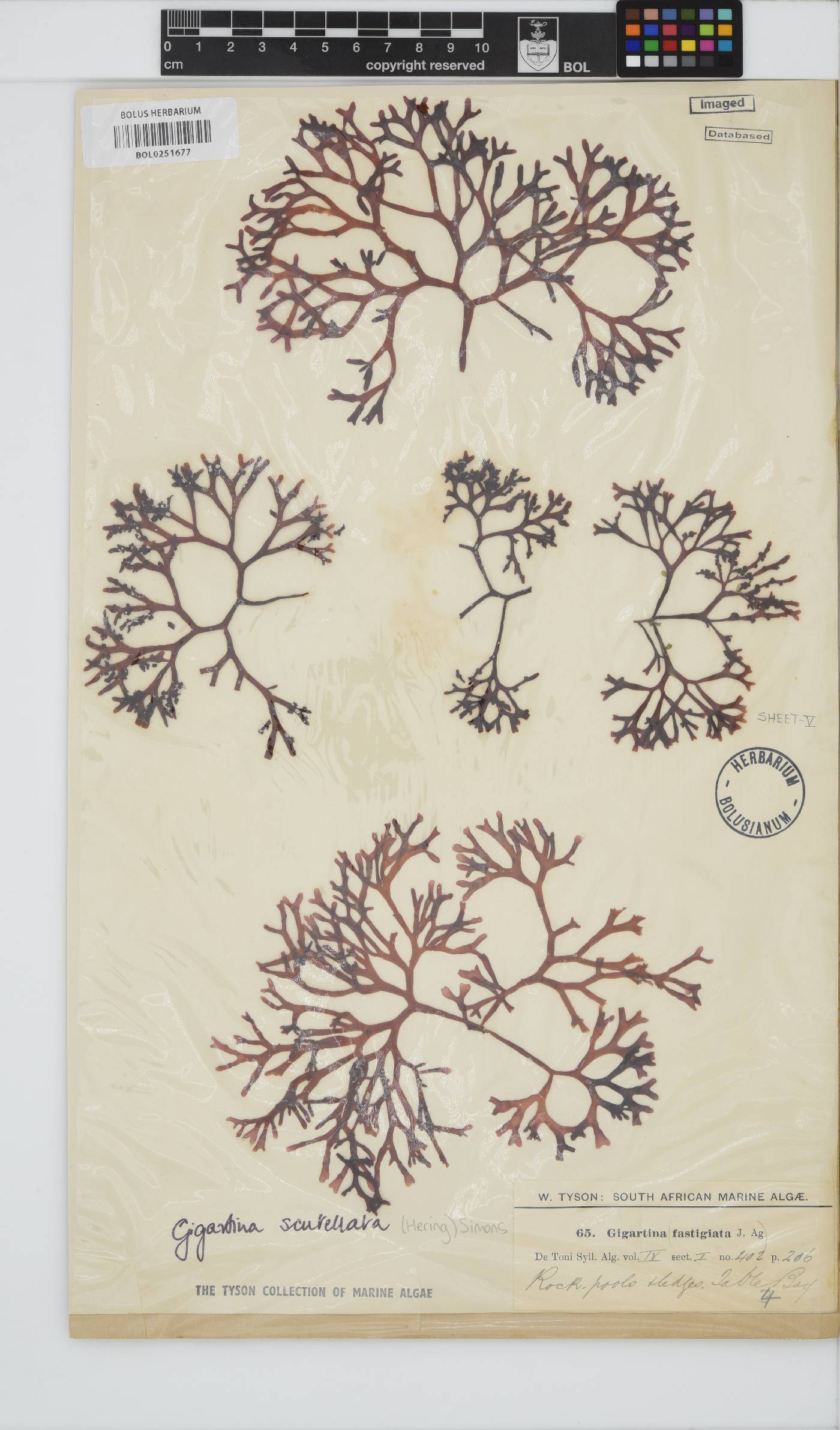 Sarcothalia scutellata image