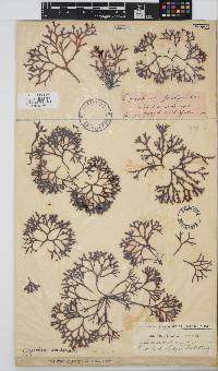 Sarcothalia scutellata image