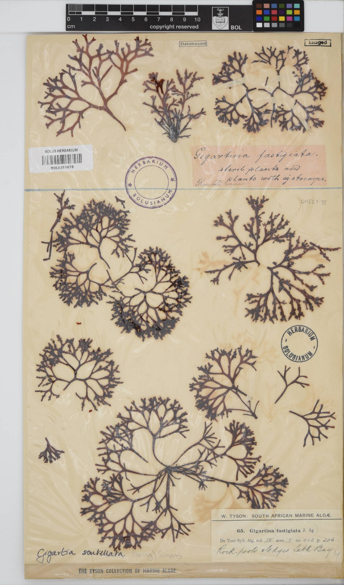 Sarcothalia scutellata image