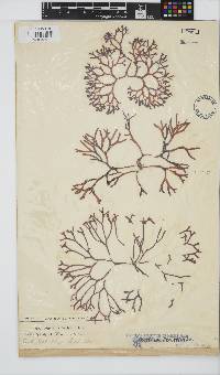 Sarcothalia scutellata image