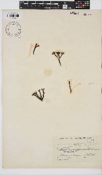 Sarcothalia scutellata image