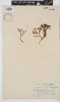 Sarcothalia scutellata image