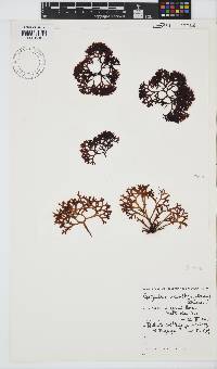Sarcothalia scutellata image