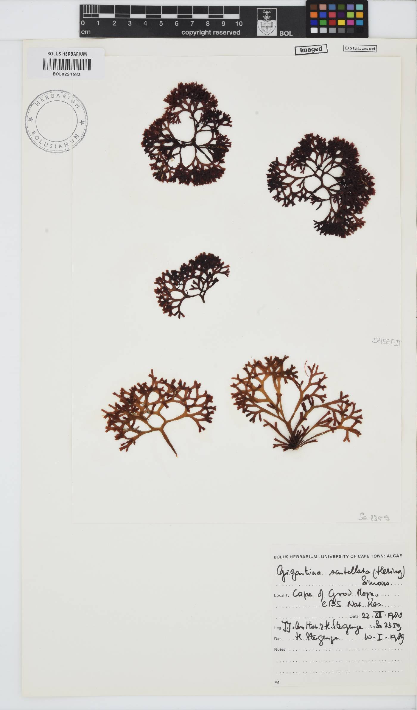 Sarcothalia scutellata image