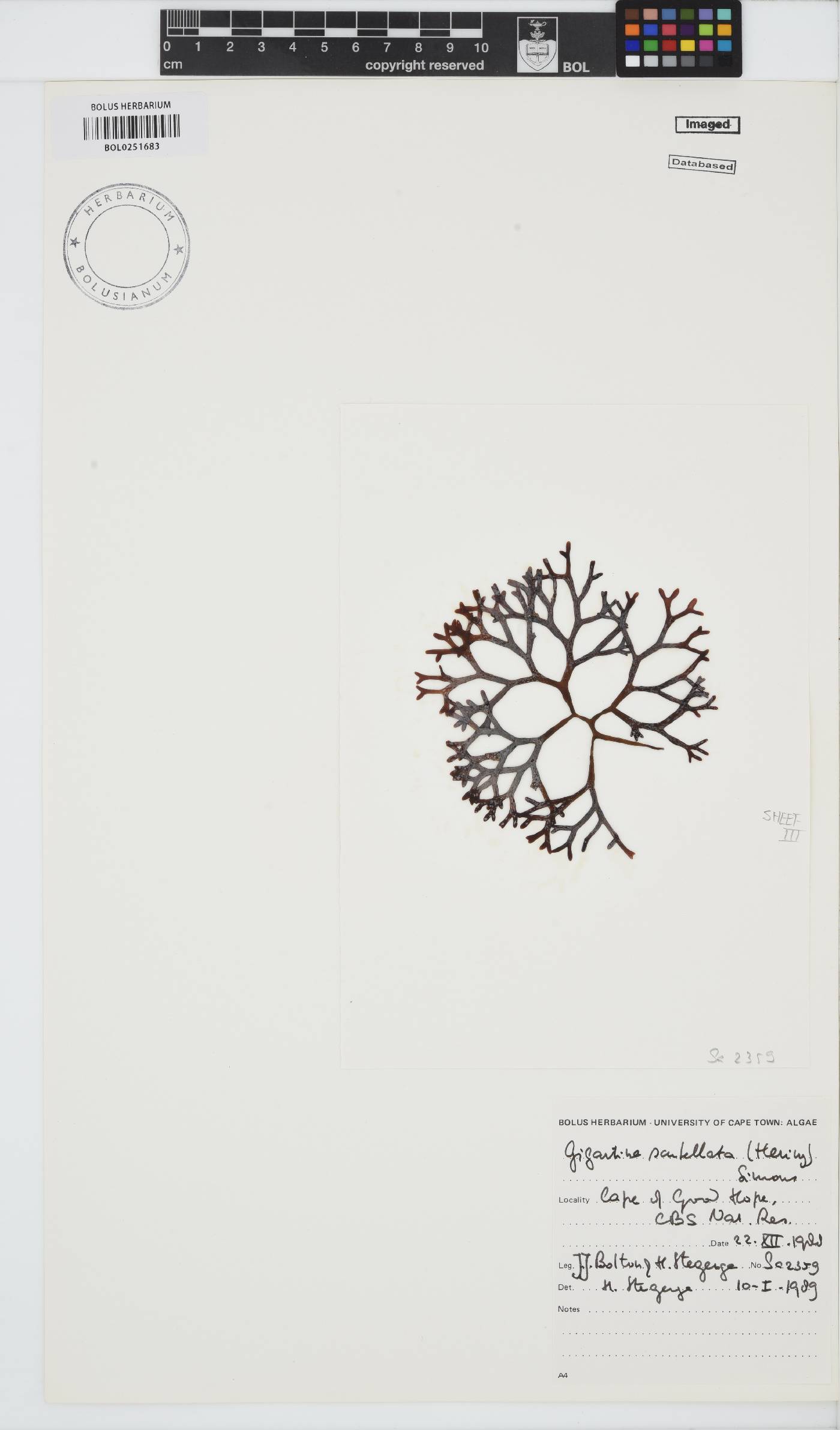 Sarcothalia scutellata image