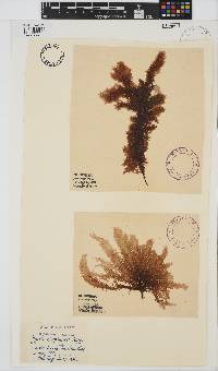 Eucheuma denticulatum image