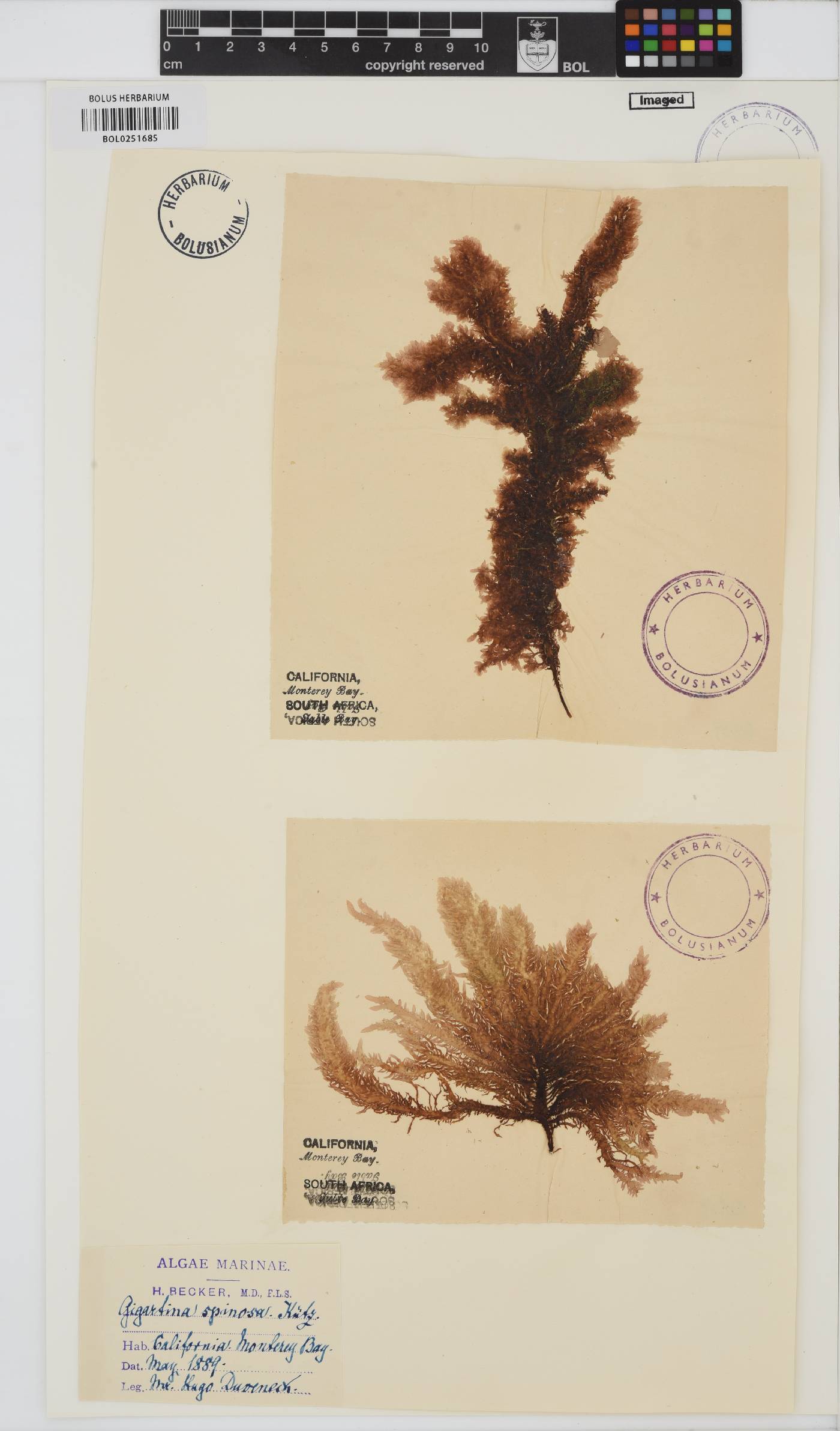Eucheuma denticulatum image