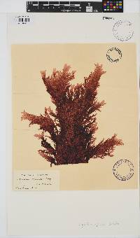 Eucheuma denticulatum image