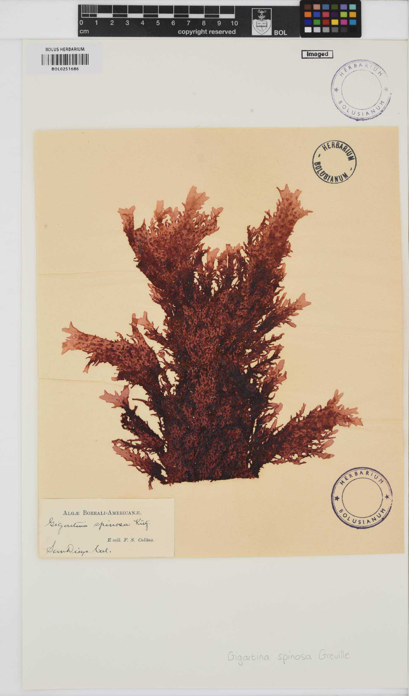 Eucheuma denticulatum image