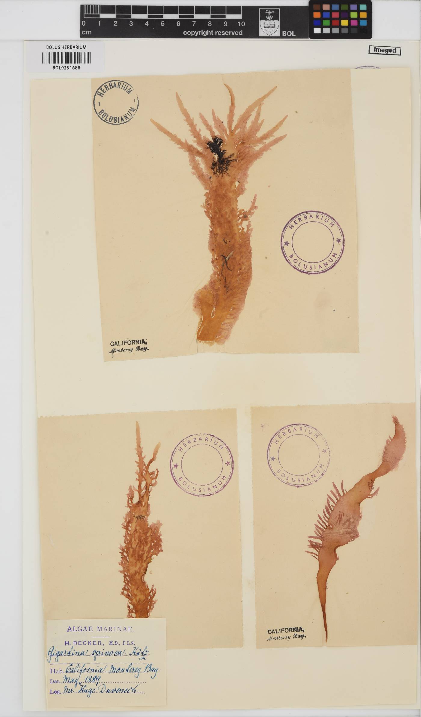 Eucheuma denticulatum image