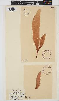 Eucheuma denticulatum image