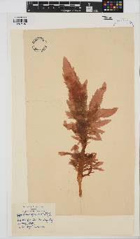 Eucheuma denticulatum image
