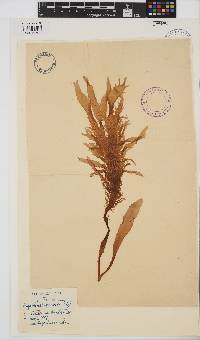 Eucheuma denticulatum image