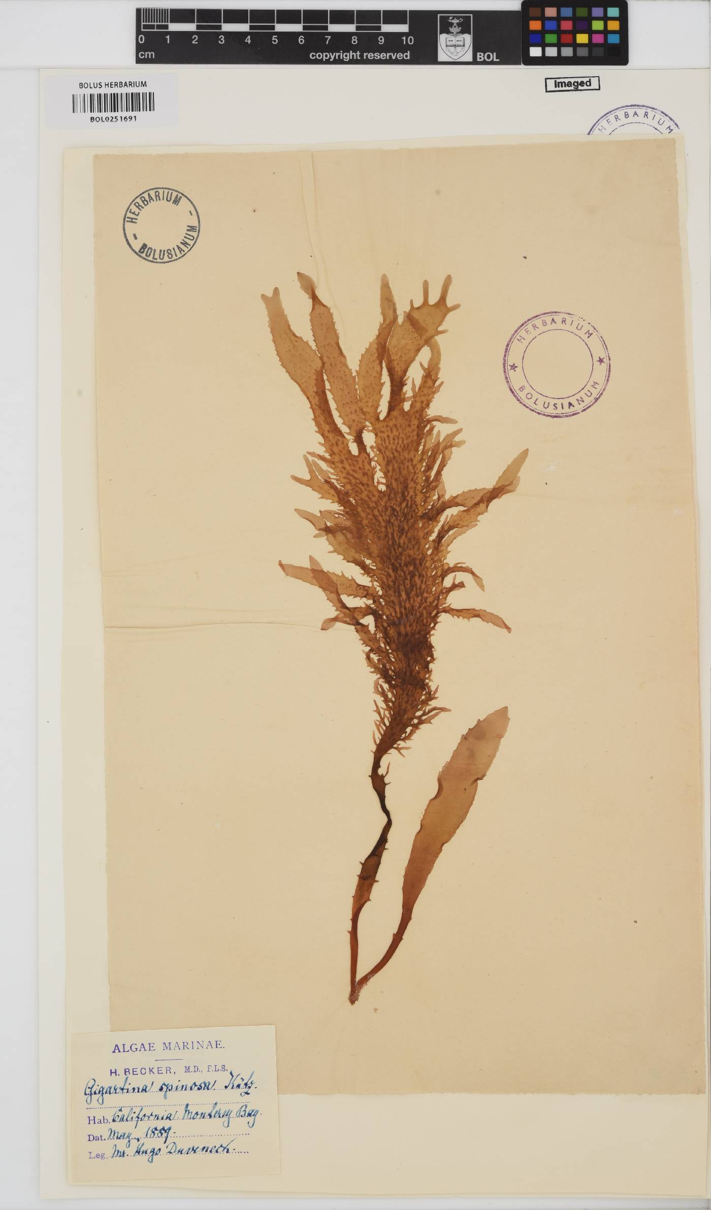 Eucheuma denticulatum image