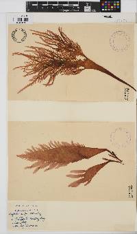 Eucheuma denticulatum image