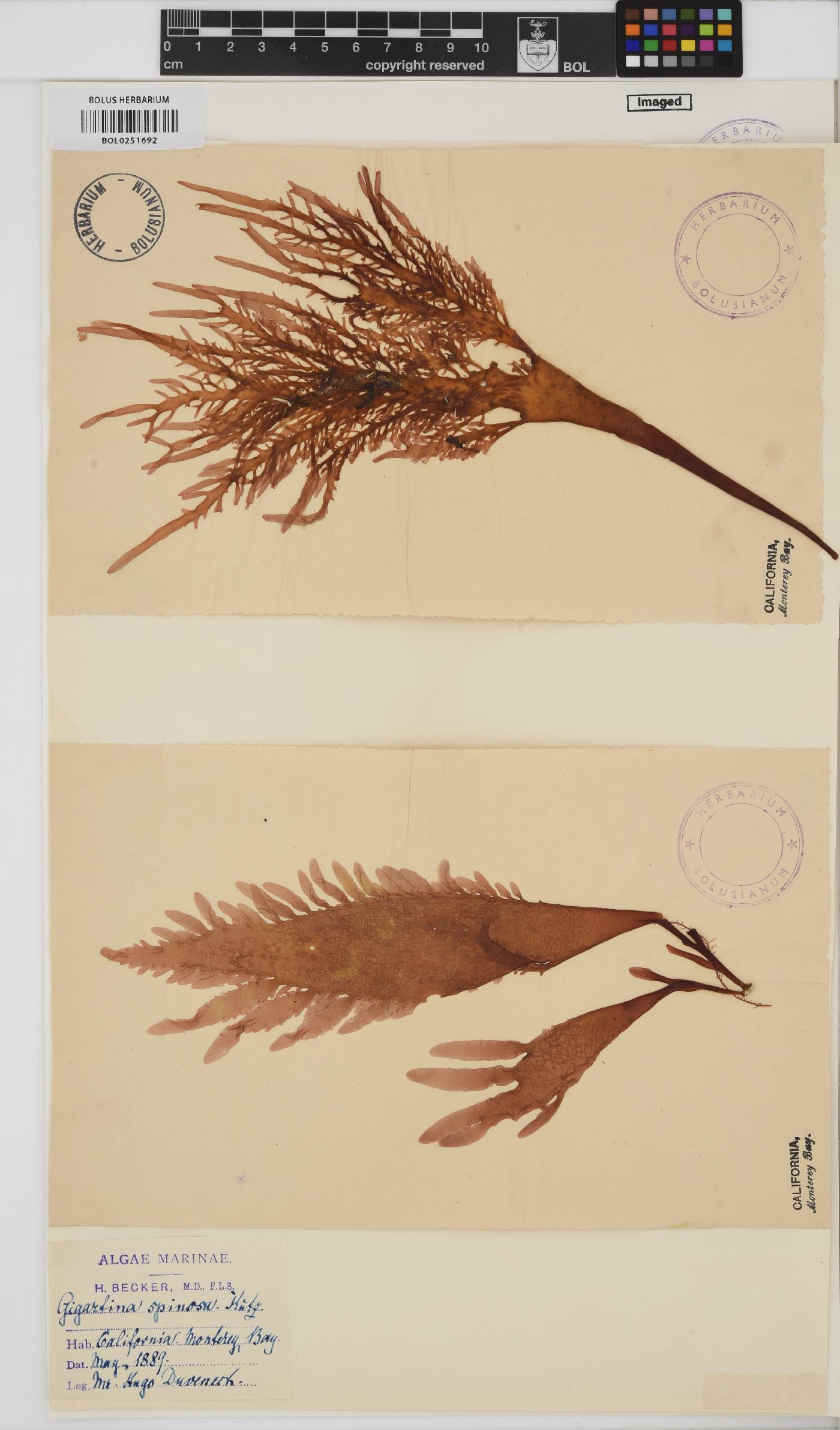 Eucheuma denticulatum image