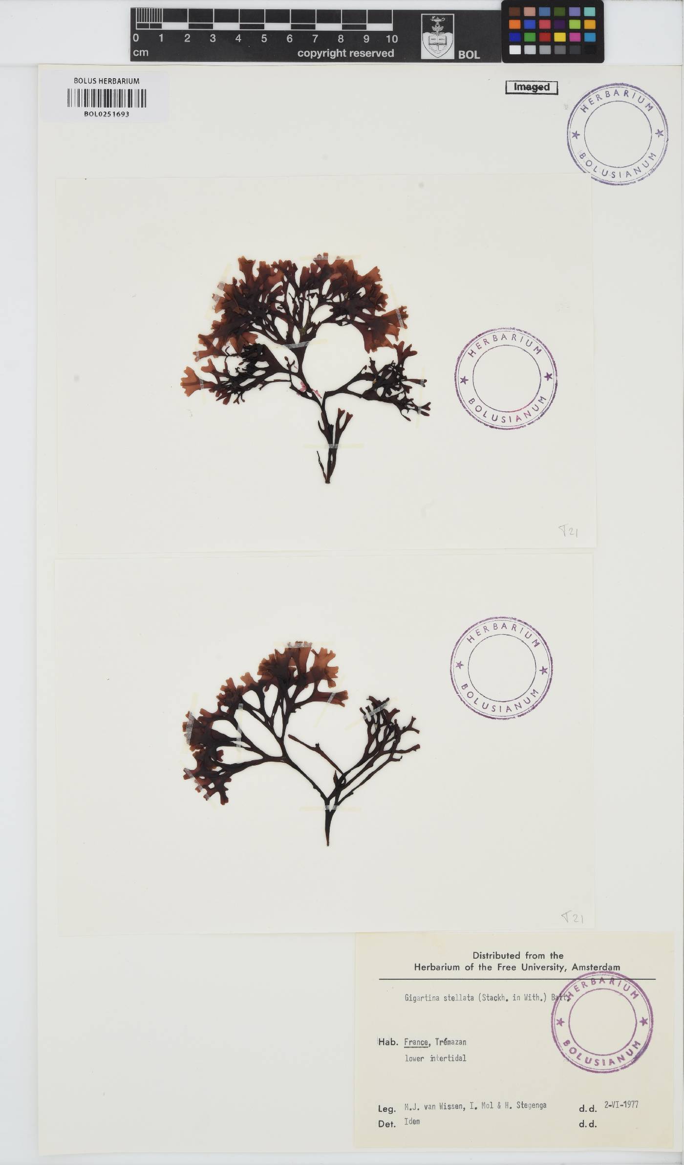 Mastocarpus stellatus image