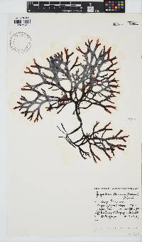 Sarcothalia stiriata image